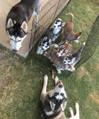 5 Siberian Husky Puppies For Sale 
